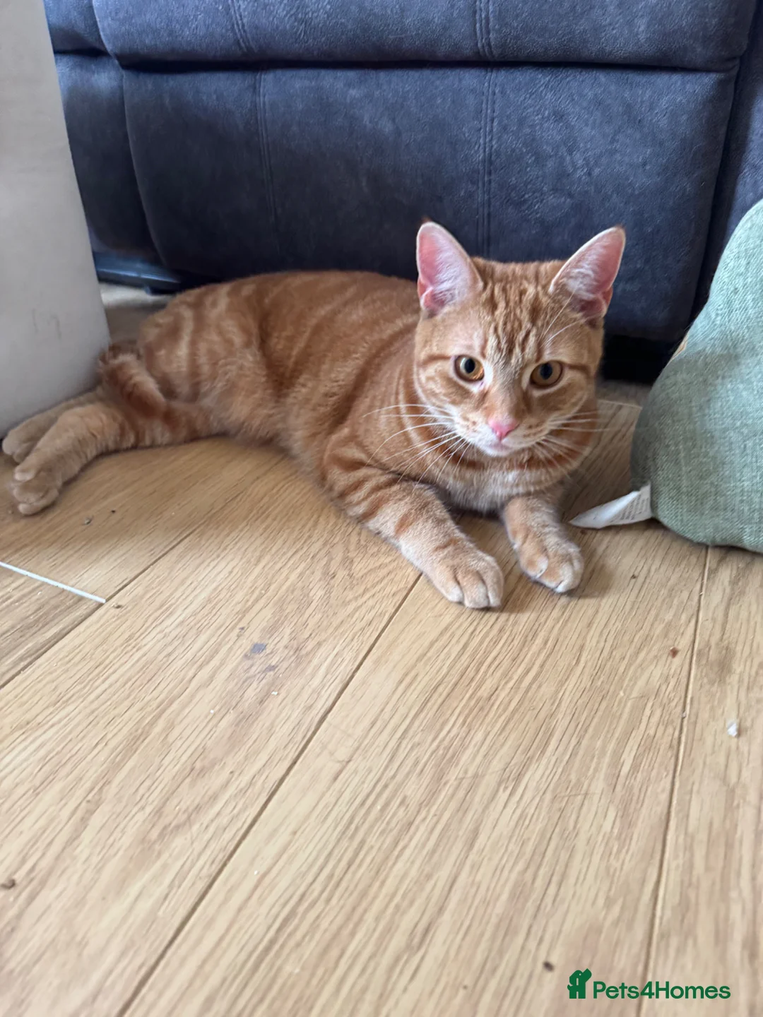 Domestic Shorthair cats for sale: Tabby - beautiful boy - Advert 2