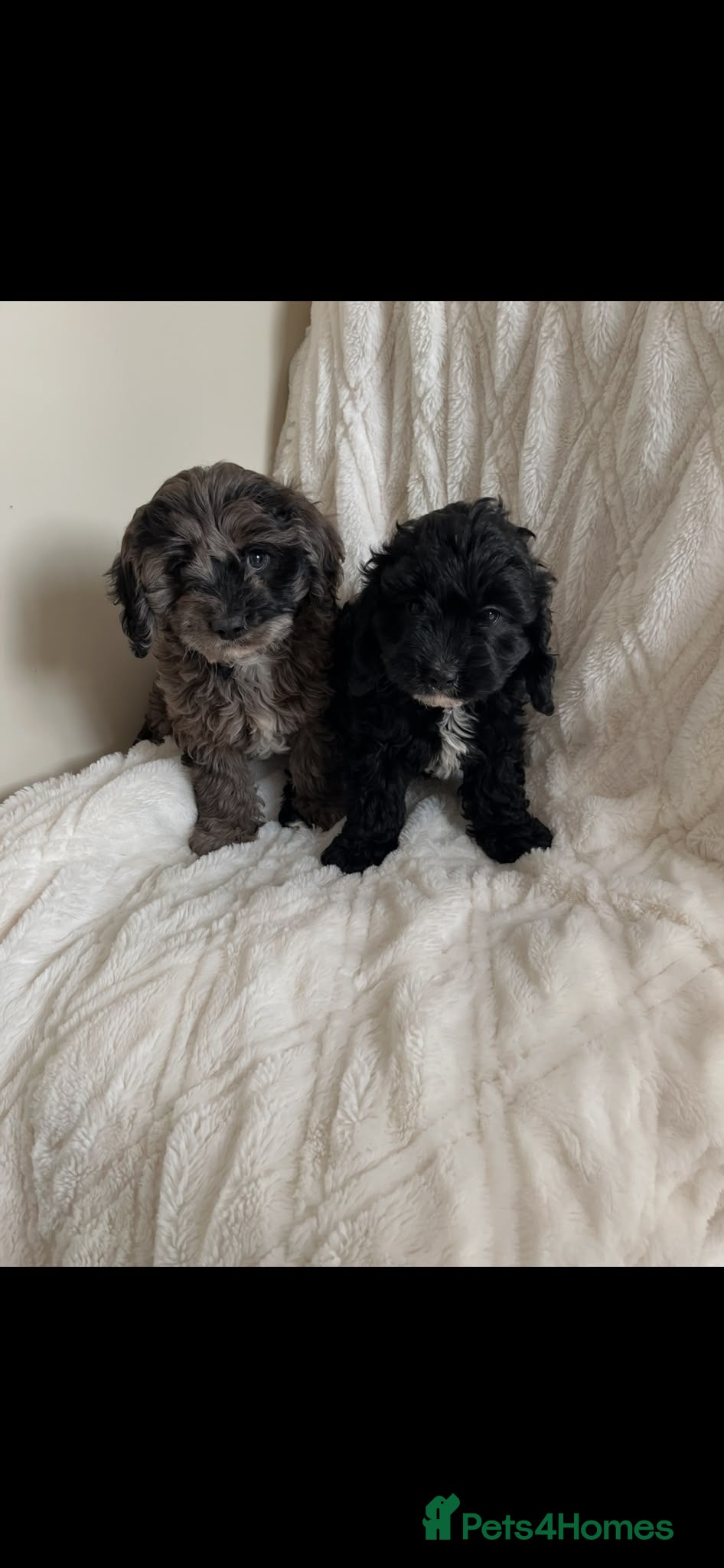 Cavapoo dogs Extensively health tested cavapoos stunning - Advert 1