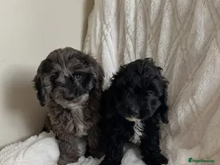 Cavapoo dogs Extensively health tested cavapoos stunning - Advert 1