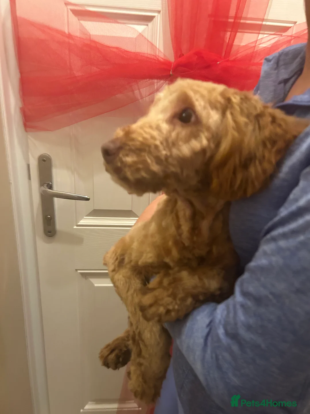 Cockapoo dogs for sale: Cockapoo - Advert 3