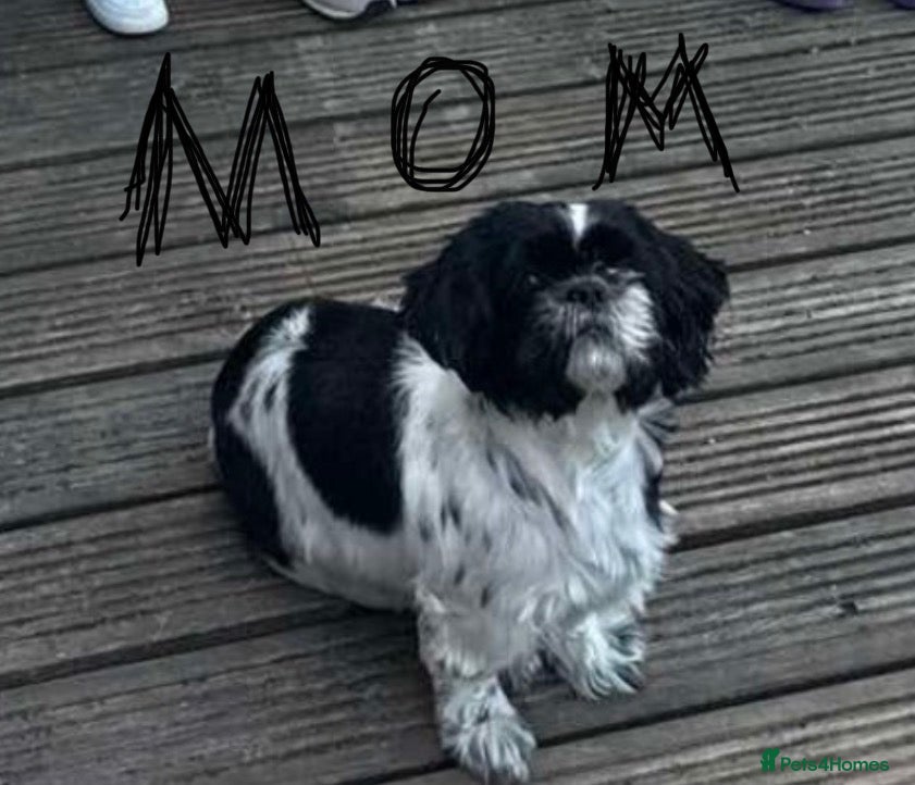 Shih Tzu dogs Puppy Shih tzu  - Advert 1