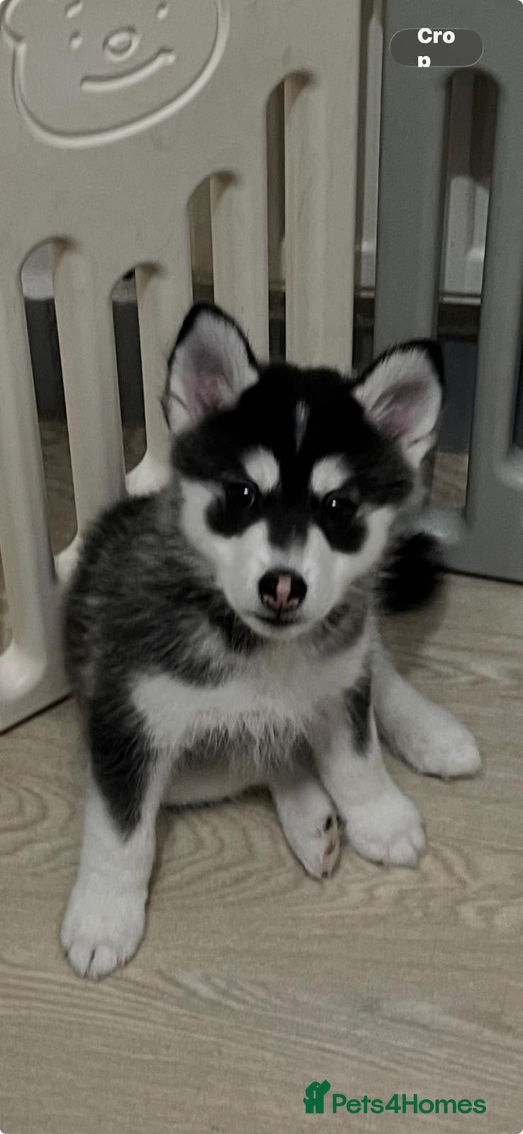 Pomsky dogs (REDUCED) F3 Pomskies Available - Advert 6