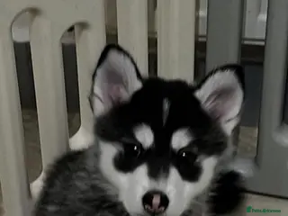 Pomsky dogs (REDUCED) F3 Pomskies Available - Advert 6