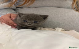 British Shorthair cats for sale: Female grey, British shorthair kitten - Advert 7