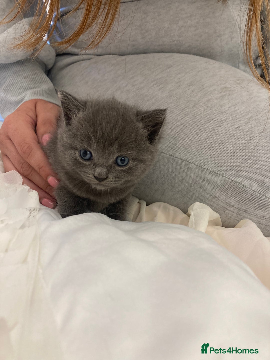 British Shorthair cats for sale: Female grey, British shorthair kitten - Advert 7