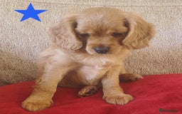 Cavapoo dogs for sale: Beautiful Cavapoo Puppies  - Image 26