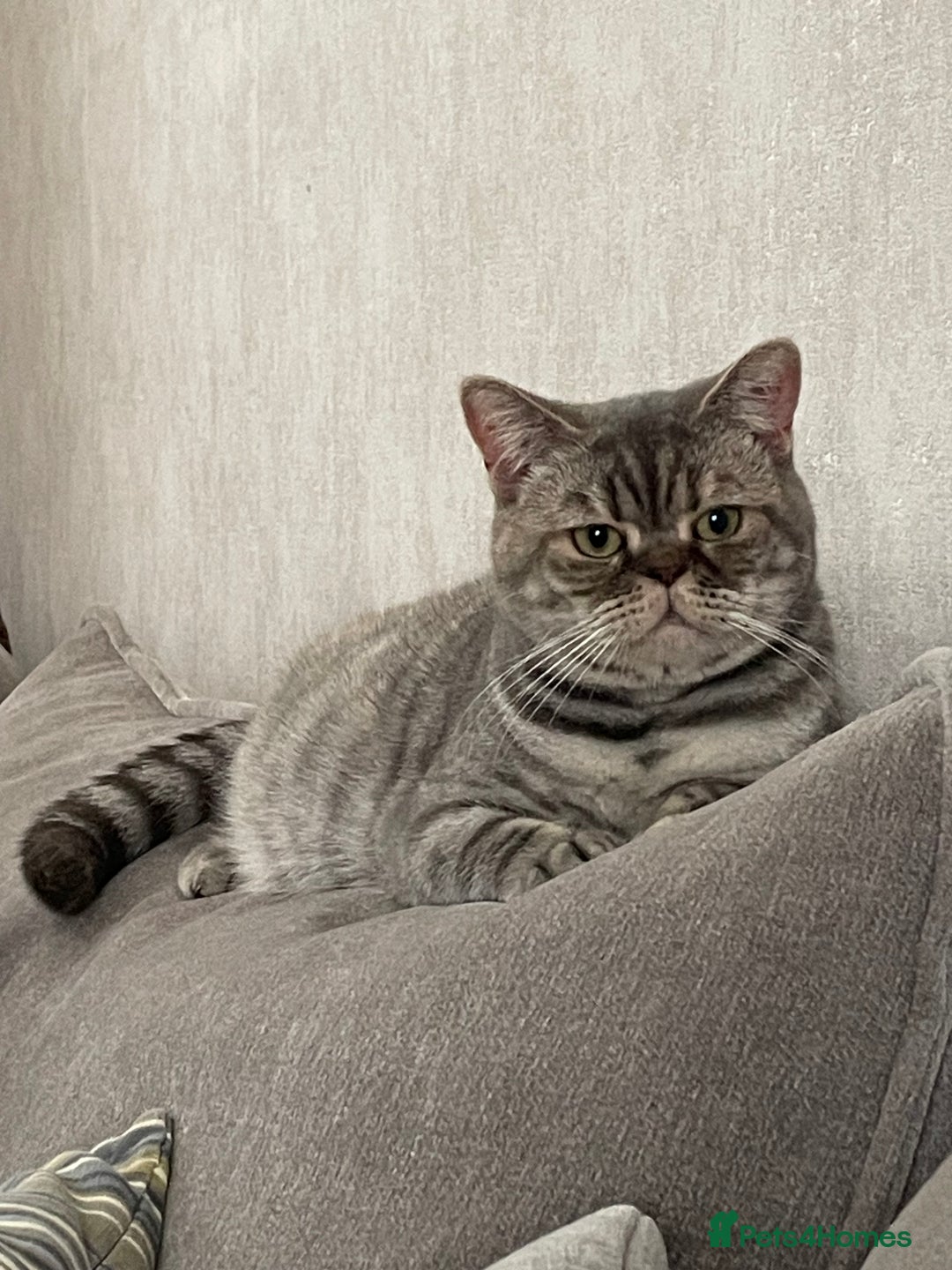 British Shorthair cats for sale: GCCf girl 9 months old. - Advert 5