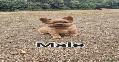 Mixed Breed dogs - Advert 4