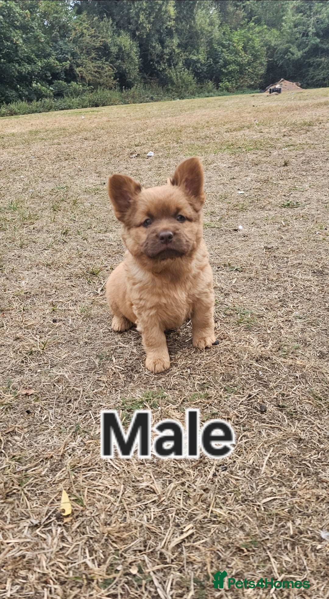 Mixed Breed dogs for sale: Chocolate frenchie X Chow carrying pink  - Image 2