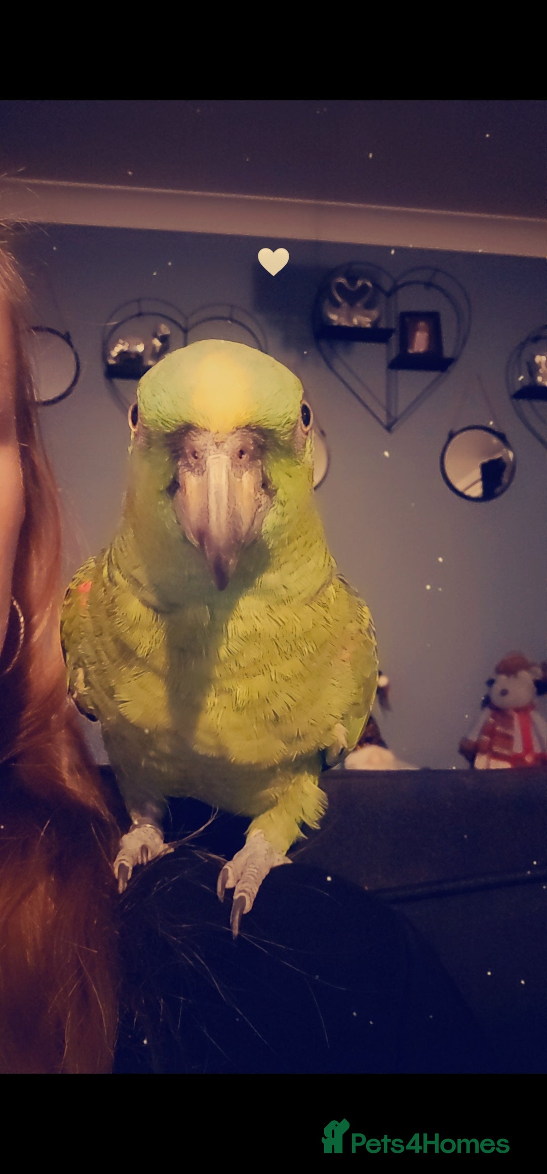 Parrots birds for sale: Yelow nape amazon - Image 13