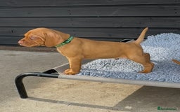 Hungarian Vizsla dogs for sale: Gorgeous KC reg Hungarian Vizsla puppies - Image 5