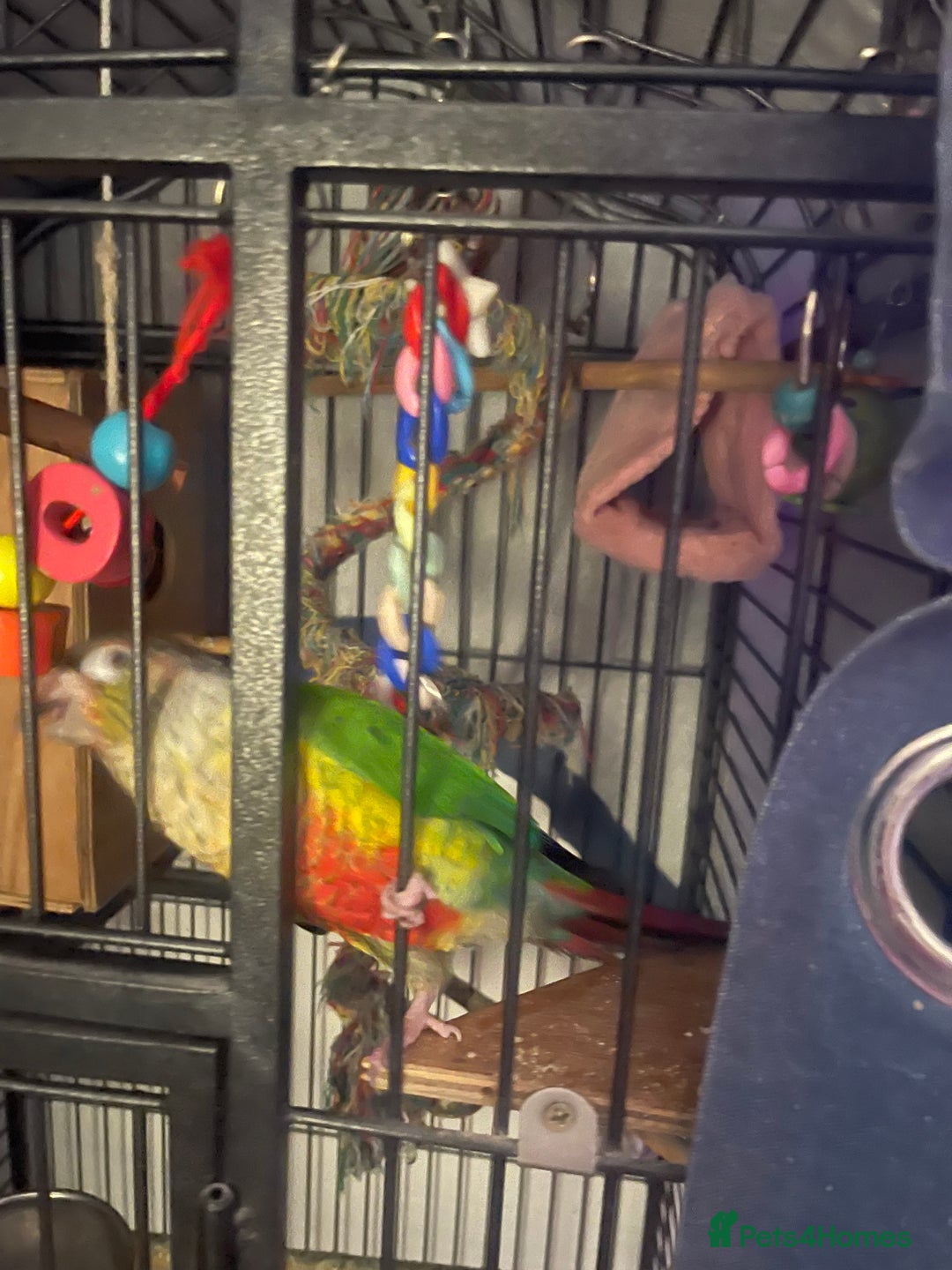 Conures birds for sale: Pineapple green cheek conure - Image 4