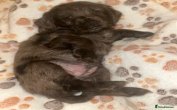 Cockapoo dogs for sale: 💫✨🐶🐾Gorgeous F1B Cockapoos🐾🐶✨💫 - Image 15