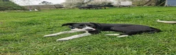 Border Collie dogs for sale: New home needed for one pup - Advert 6