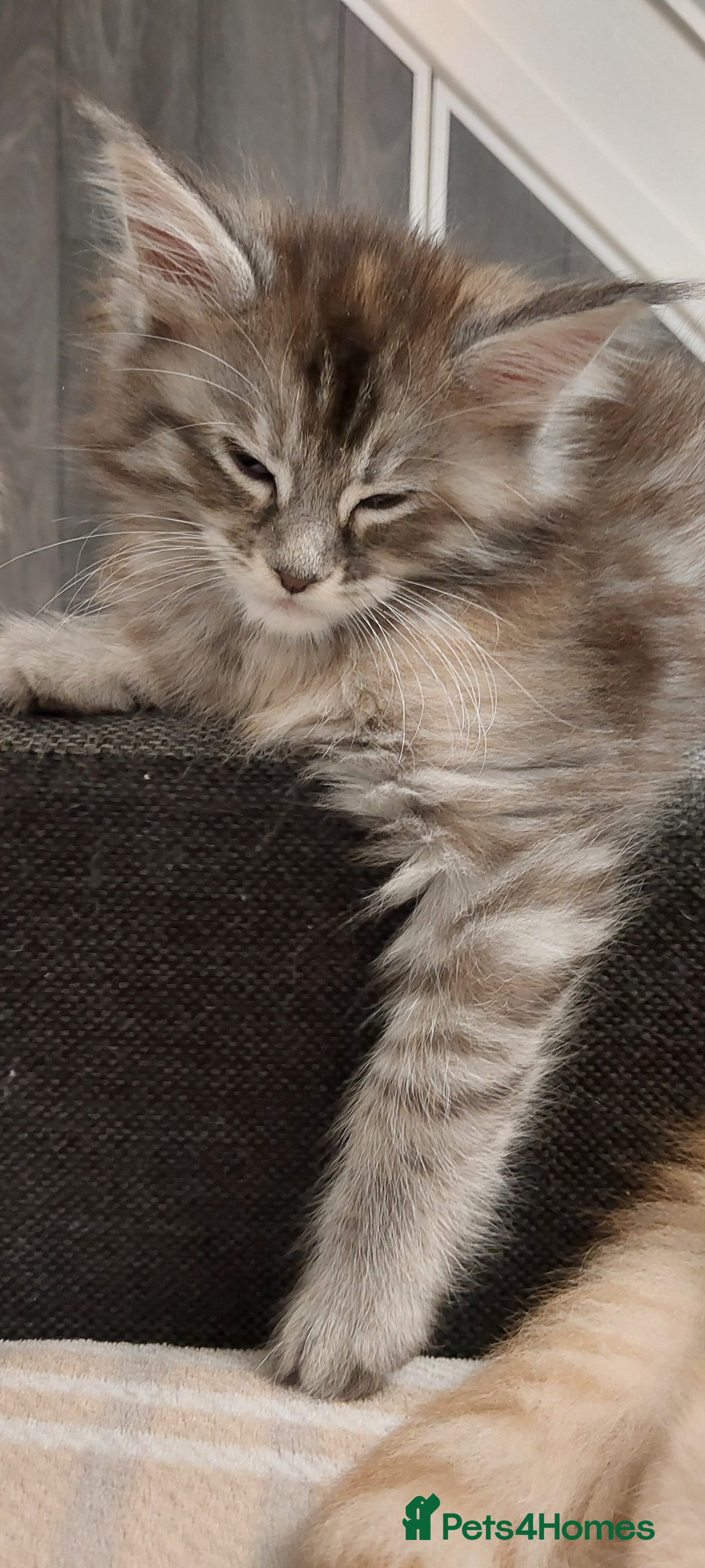 Maine Coon cats ❤️❤️❤️Maine Coon  kittens❤️❤️ - Advert 6