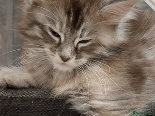Maine Coon cats ❤️❤️❤️Maine Coon kittens❤️❤️ - Advert 6