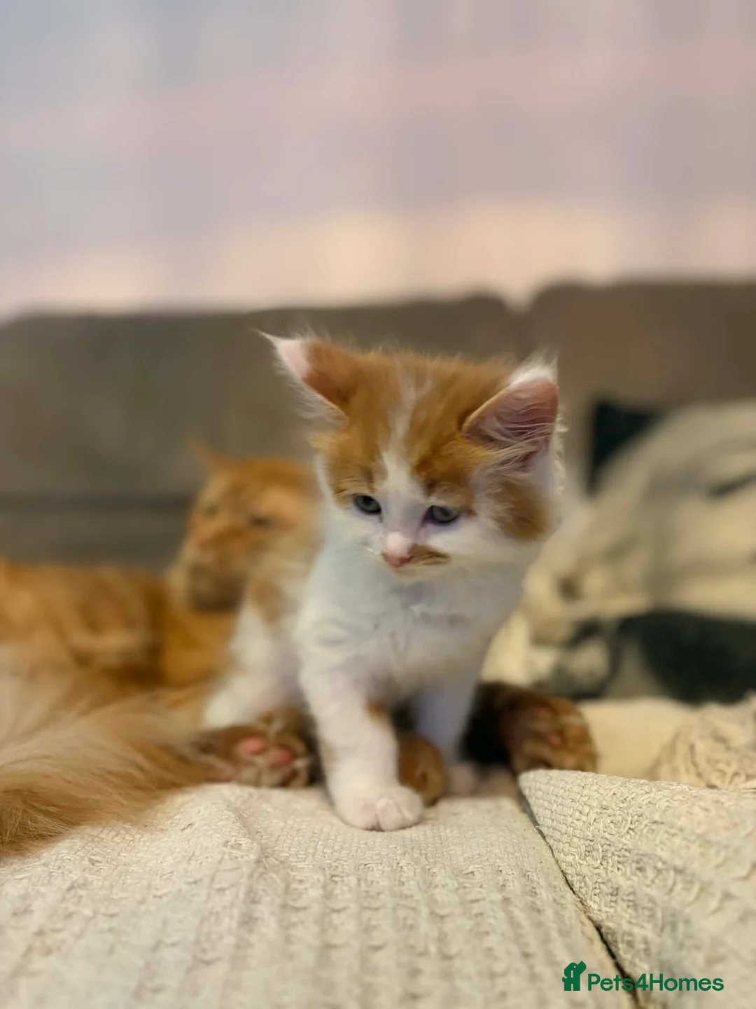 Mixed Breed cats for sale: Beautiful Maine Coon mix domestic cat kittens ❤️ - Advert 5