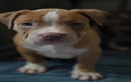Dorset Olde Tyme Bulldogge dogs for sale: Olde Tyme Bulldog Cross Puppies - Ready Now - Image 10