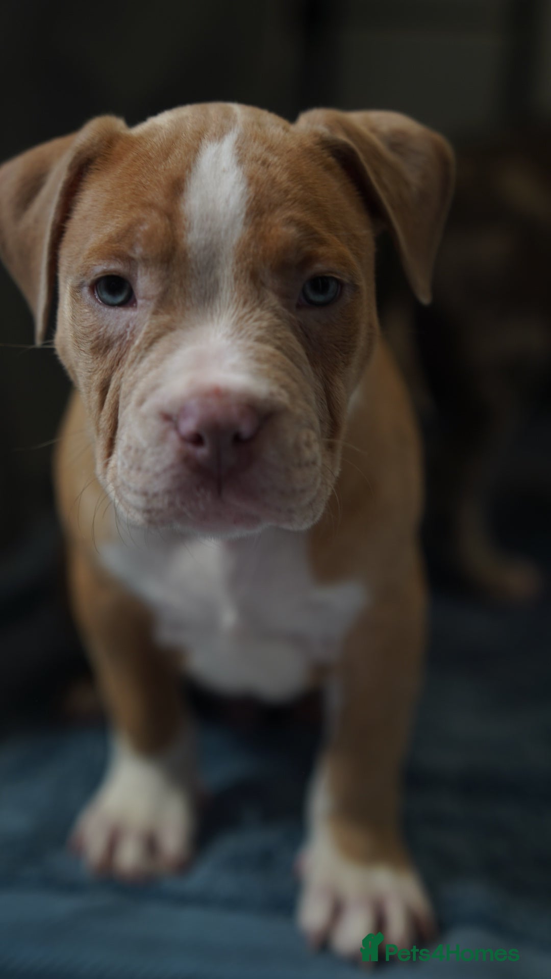 Dorset Olde Tyme Bulldogge dogs for sale: Olde Tyme Bulldog Cross Puppies - Ready Now - Image 10