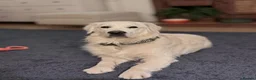 Golden Retriever dogs for stud: KC GOLDEN RETRIEVER ⭐️STUD⭐️ - Advert 13