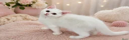 British Shorthair cats for sale: 🐾 🥰 British Shorthair Kittens 🥰🐾 - Advert 6