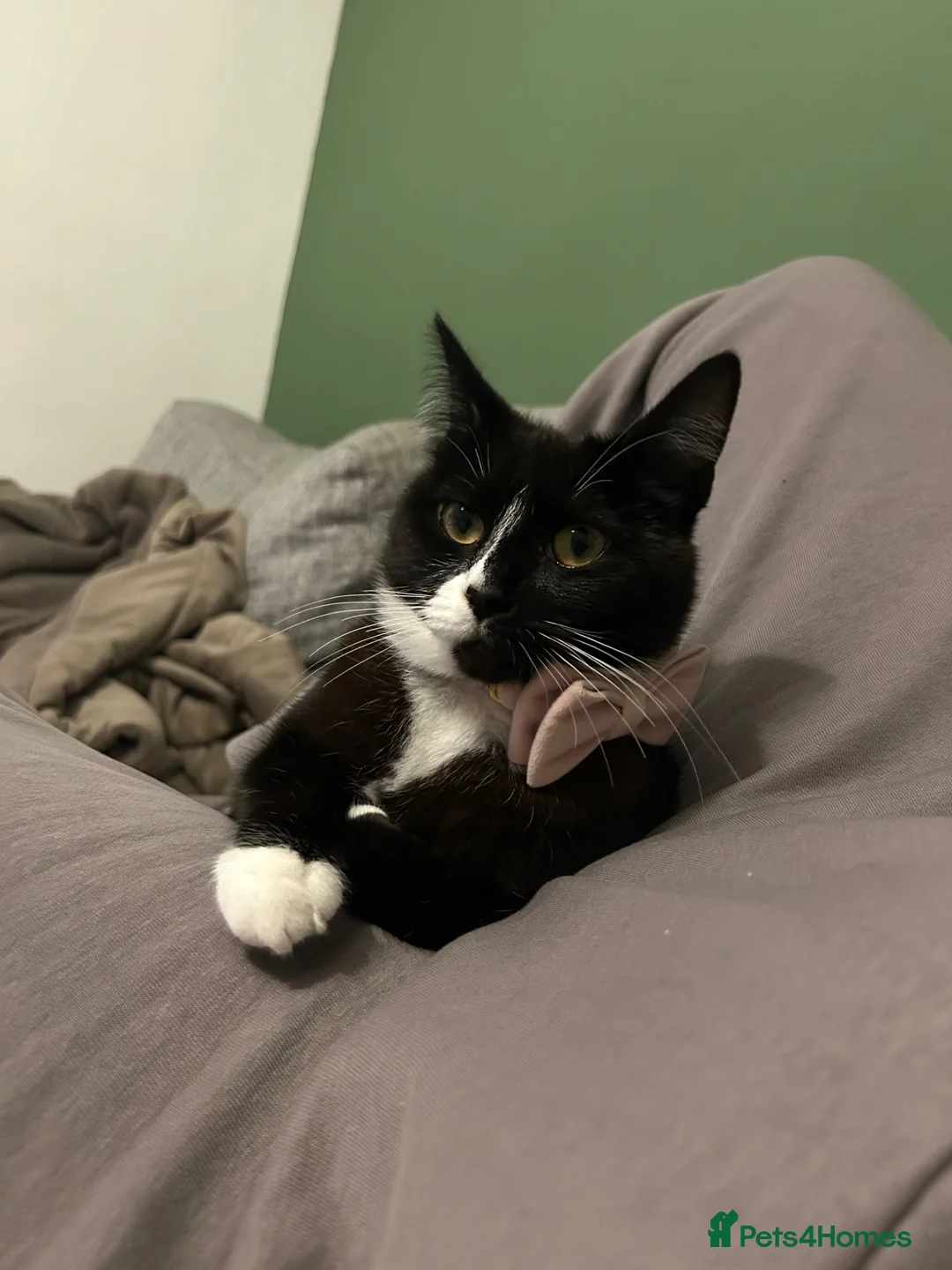 Domestic Shorthair cats for sale: Female cat - Advert 2