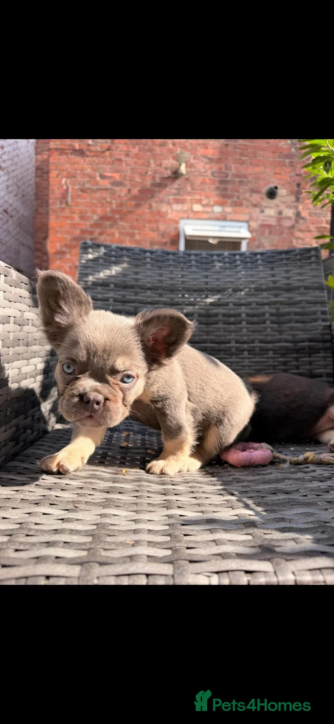French Bulldog dogs for sale: Kc registered fluffy French Bulldog dog  in Bolton - Advert 2