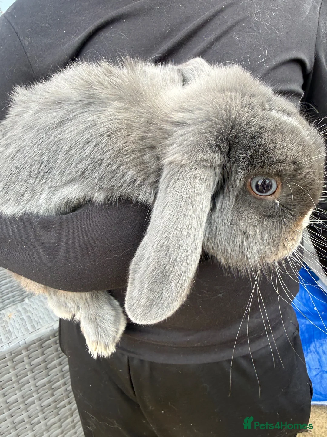 Mini Lop rabbits for sale: Mini lop bunny  - Advert 2