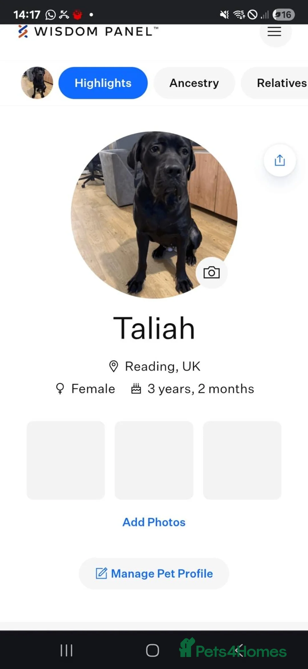 Cane Corso dogs for sale: Pure breed Cane Corso pups - Advert 4