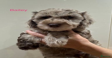 Cockapoo dogs - Advert 10