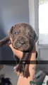 Cane Corso Puppy 11