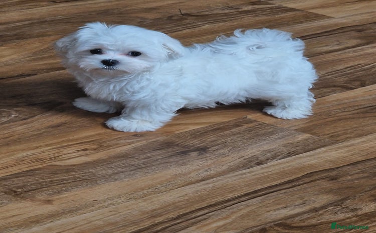 Maltese dogs - Advert 5