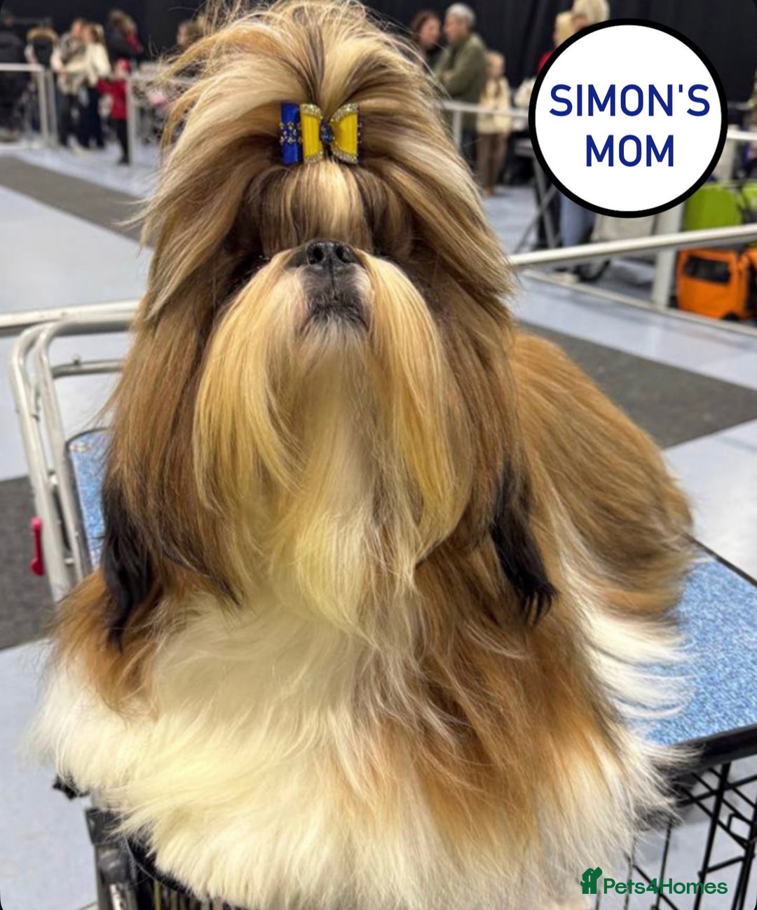 Shih Tzu dogs for sale: An incredibly handsome Shih Tzu male❤️ - Advert 4