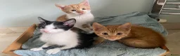 Mixed Breed cats for sale: Lovely short haired kittens  in Redhill - Advert 12