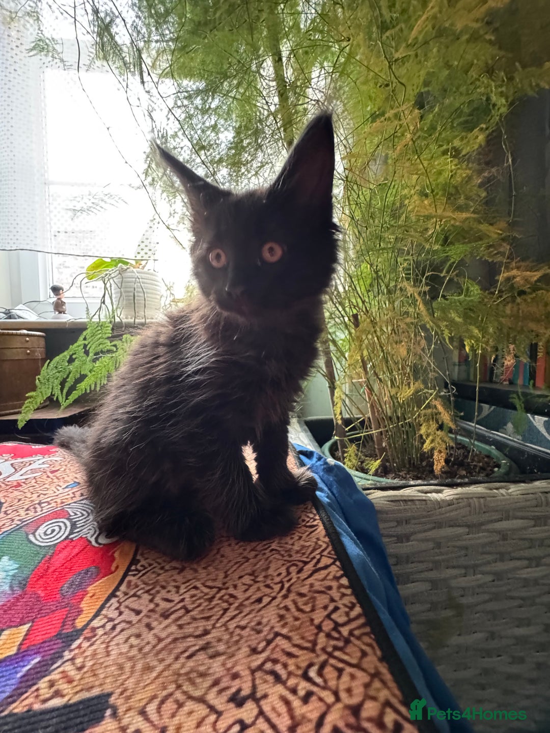 Maine Coon cats for sale: TICA registered large MaineCoon polydactyl kittens - Image 1