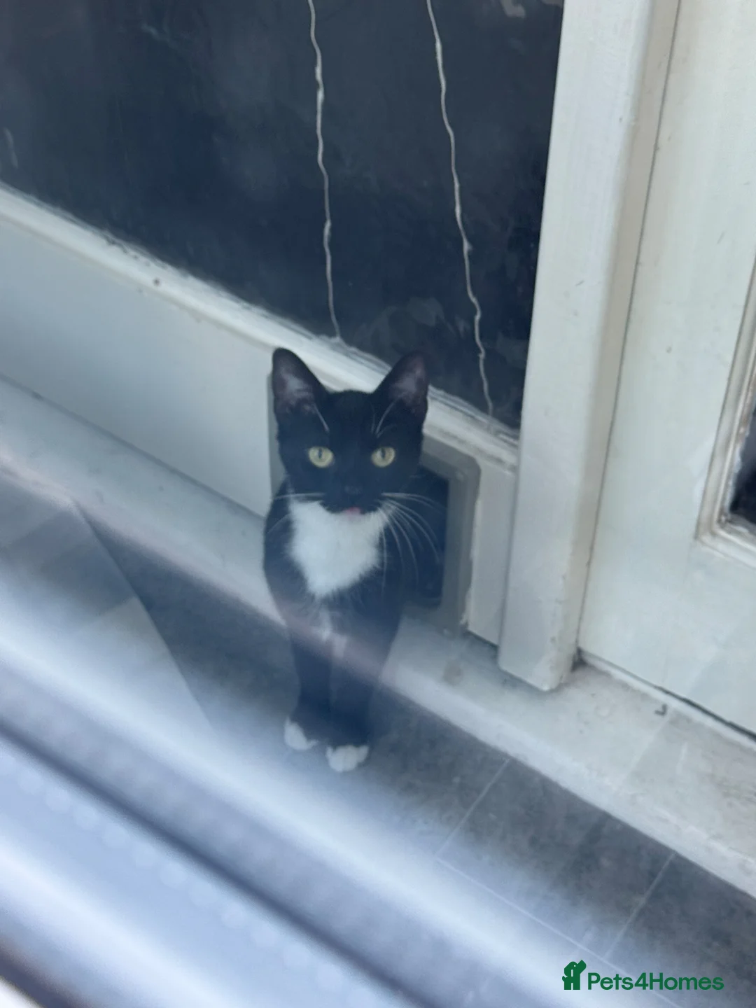 Domestic Shorthair cats for sale: Bella in Durham - Advert 3