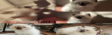 Ragdoll Kitten 1