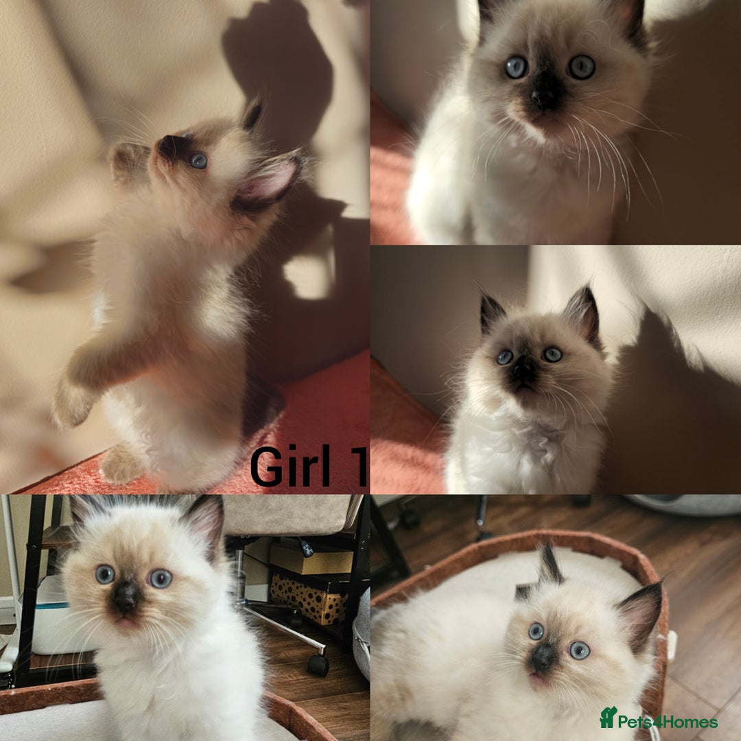 Ragdoll cats for sale: Ragdoll x Siamese kittens - Advert 2