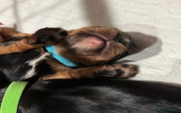 Cavalier King Charles Spaniel dogs for sale: KC Cavalier King Charles spaniels  - Advert 8