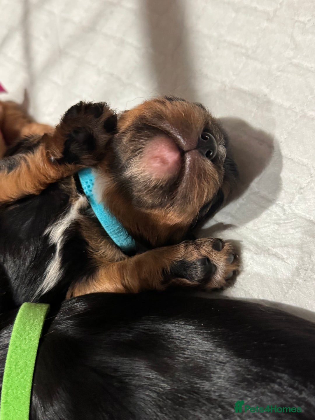 Cavalier King Charles Spaniel dogs for sale: KC Cavalier King Charles spaniels  - Advert 8