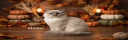 Ragdoll cats for sale: Pedigree ragdolls with docs and certificates - Advert 28