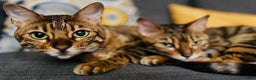 Bengal cats for sale: TWO BONDED BENGALS PRICE NEGOTIABLE FOR RIGHT HOME - Advert 2