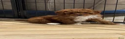 Cavapoo dogs for sale: Cavapoo F1B Beautiful puppies Due 20th June  - Advert 10
