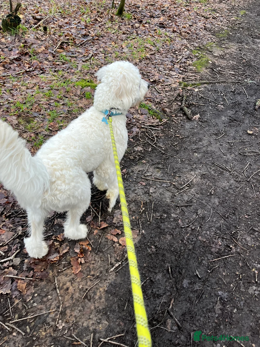 Goldendoodle dogs for sale: Goldendoodle male- Wolfie  - Advert 7