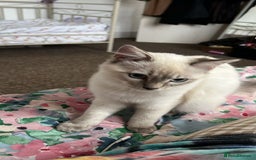 Ragdoll cats for sale: Ragdoll lynx point female kitten 5 months old   - Image 9