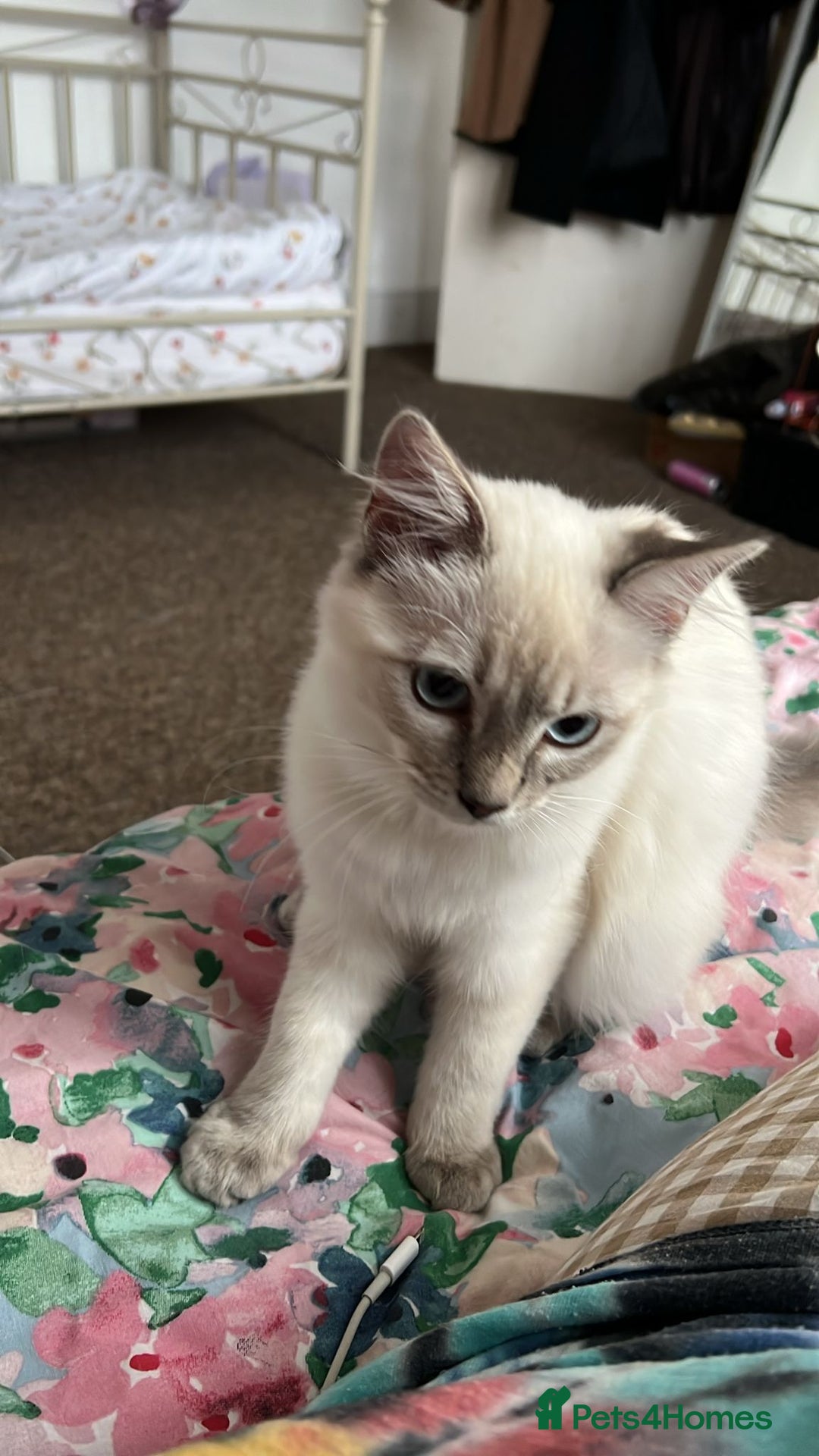 Ragdoll cats for sale: Ragdoll lynx point female kitten 5 months old   - Image 9