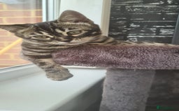 Bengal cats for sale: Stunning charcoal little girl - Image 4