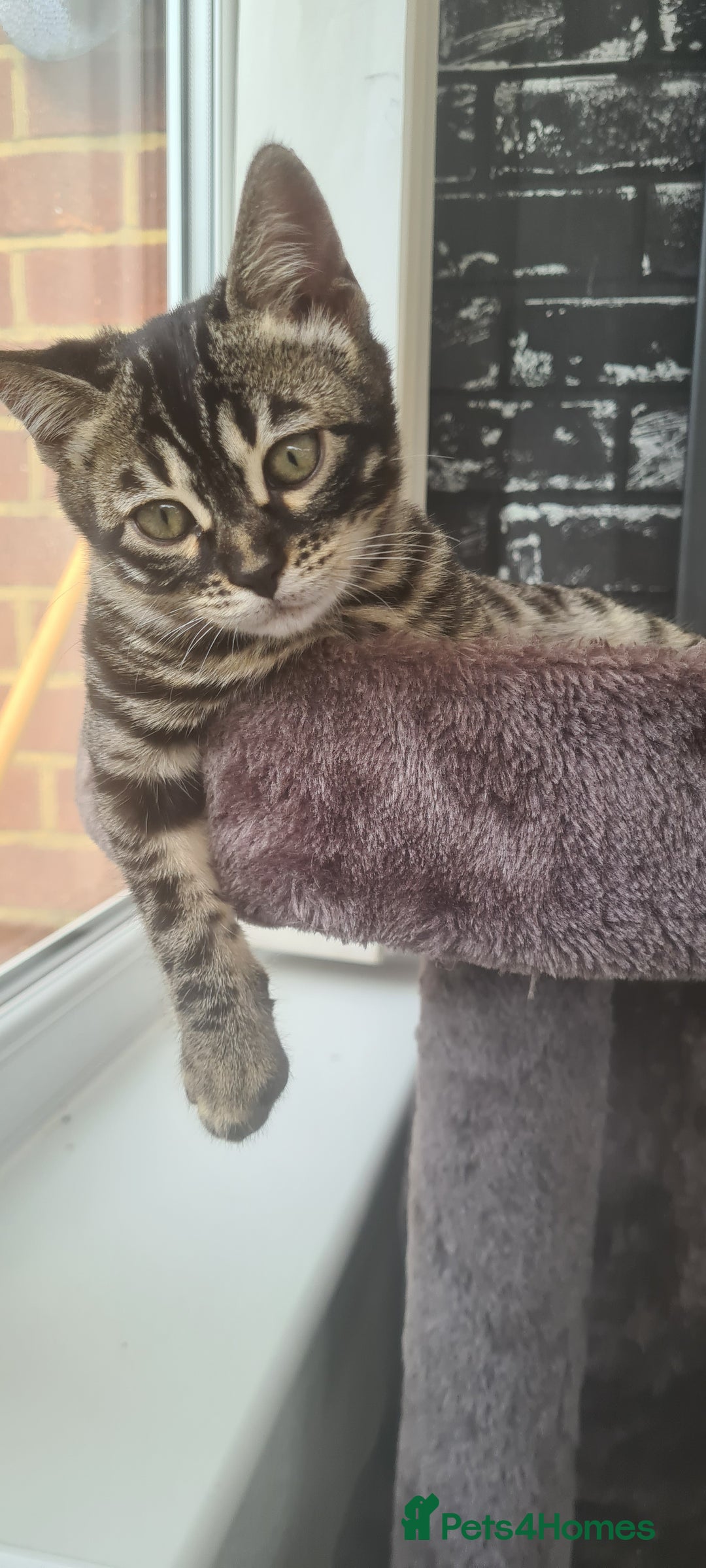 Bengal cats for sale: Stunning charcoal little girl - Image 4