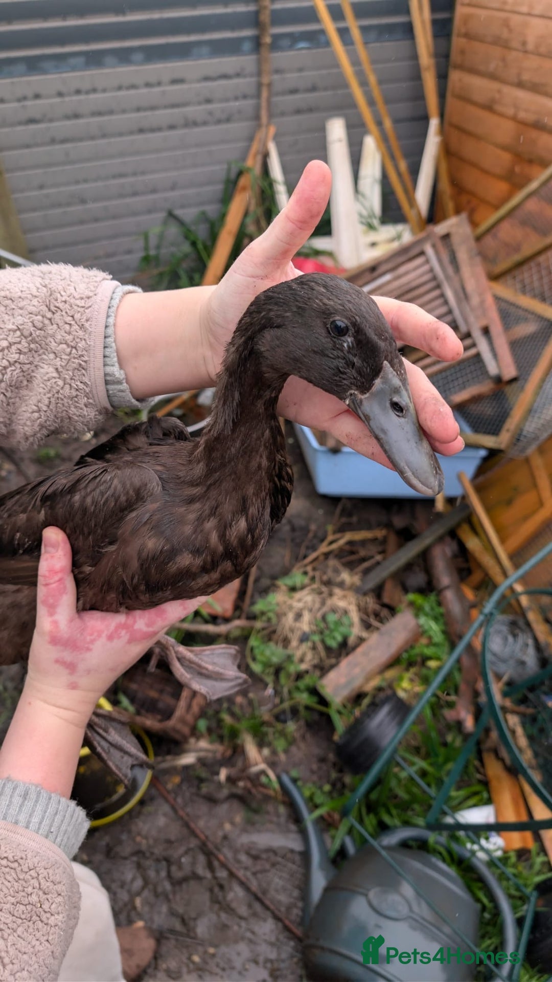 Ducks poultry for sale: 3 Indian runner ducks - Advert 3