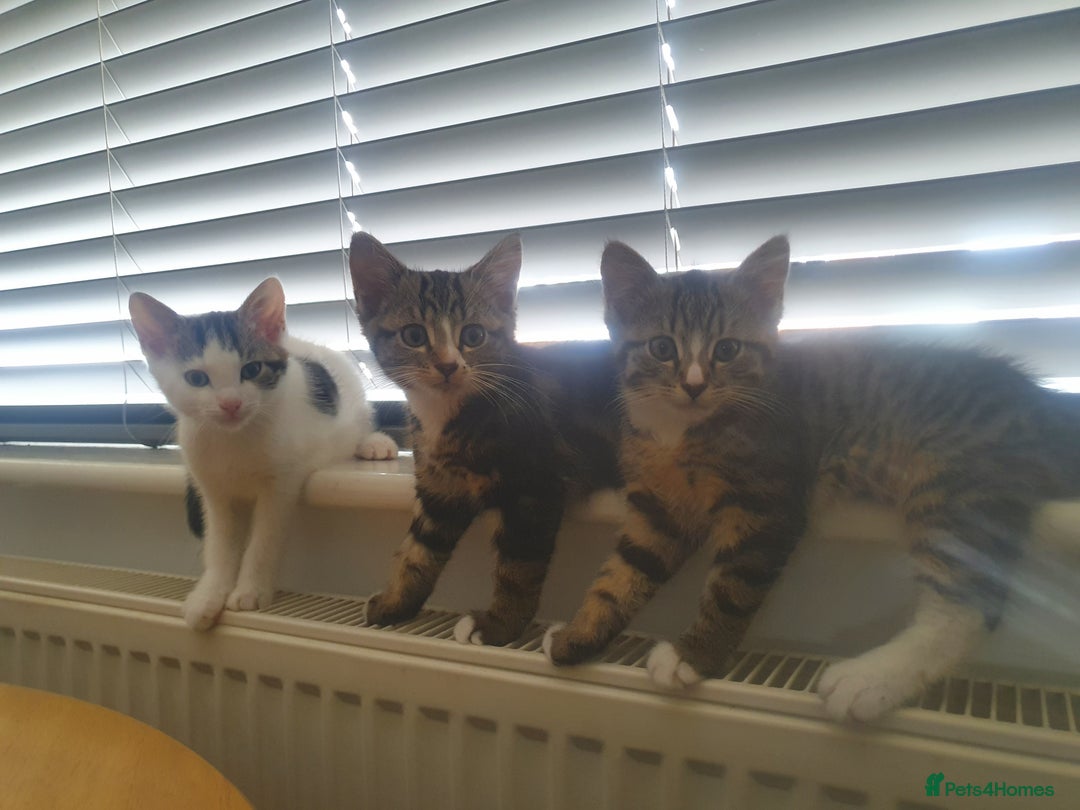 Mixed Breed cats for sale: The three musketeers are looking for new homes - Image 4